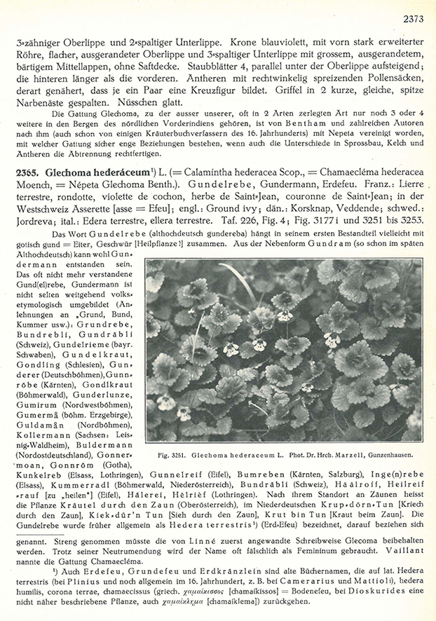 Gundelrebe